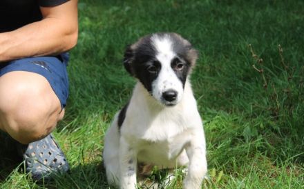 Zuckersüße Iany sucht ihr Zuhause