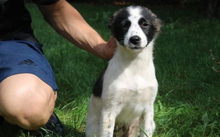 Zuckersüße Iany sucht ihr Zuhause