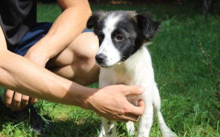 Zuckersüße Iany sucht ihr Zuhause