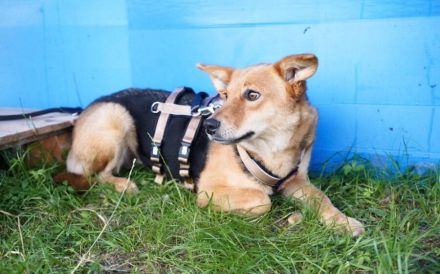 Sumi sucht ihre aktiven, liebevollen Gefährten