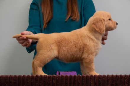 Exklusive Golden Retriever Welpen mit FCI-Papieren aus Champion-Linie – gesund, typvoll und liebevol