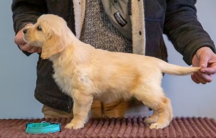 Exklusive Golden Retriever Welpen mit FCI-Papieren aus Champion-Linie – gesund, typvoll und liebevol