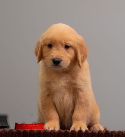 Exklusive Golden Retriever Welpen mit FCI-Papieren aus Champion-Linie – gesund, typvoll und liebevol