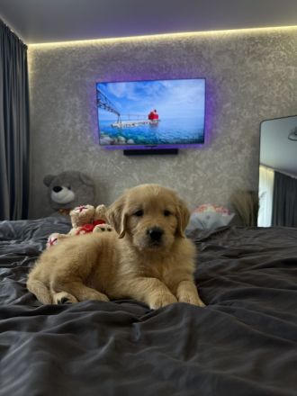 Exklusive Golden Retriever Welpen mit FCI-Papieren aus Champion-Linie – gesund, typvoll und liebevol