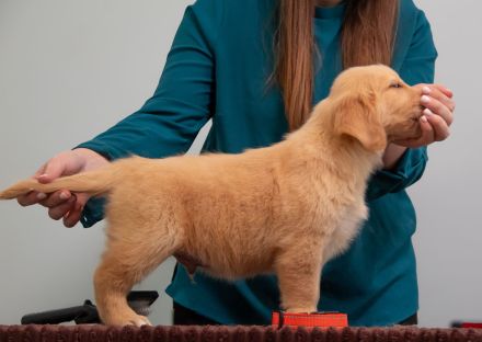 Exklusive Golden Retriever Welpen mit FCI-Papieren aus Champion-Linie – gesund, typvoll und liebevol