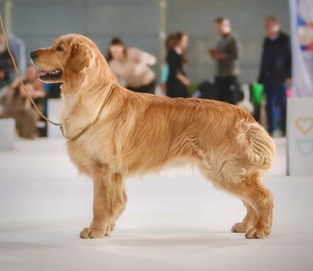 Exklusive Golden Retriever Welpen mit FCI-Papieren aus Champion-Linie – gesund, typvoll und liebevol