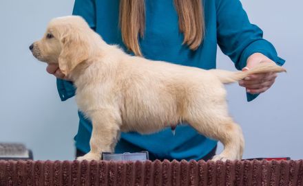 Exklusive Golden Retriever Welpen mit FCI-Papieren aus Champion-Linie – gesund, typvoll und liebevol