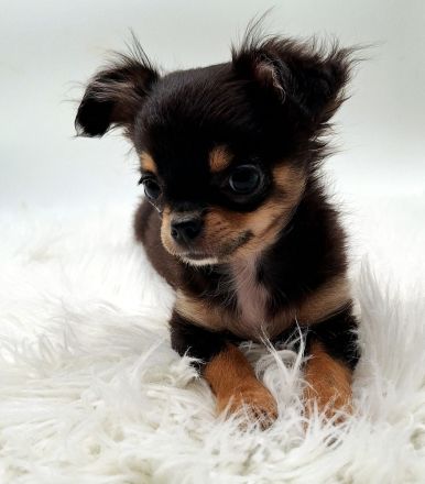 Chihuahua Welpen bereit für ihr neues Zuhause