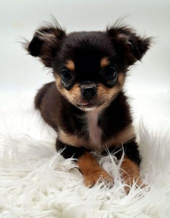 Chihuahua Welpen bereit für ihr neues Zuhause