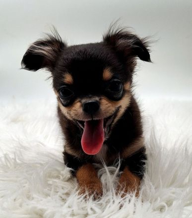 Chihuahua Welpen bereit für ihr neues Zuhause