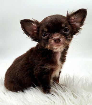 Chihuahua Welpen bereit für ihr neues Zuhause