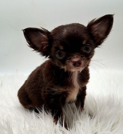 Chihuahua Welpen bereit für ihr neues Zuhause
