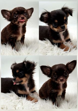 Chihuahua Welpen bereit für ihr neues Zuhause