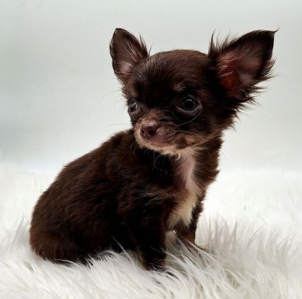 Chihuahua Welpen bereit für ihr neues Zuhause