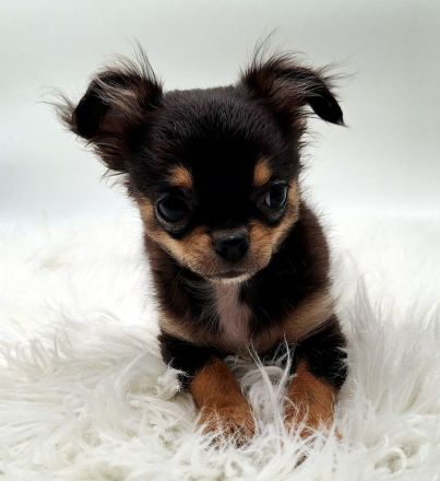 Chihuahua Welpen bereit für ihr neues Zuhause