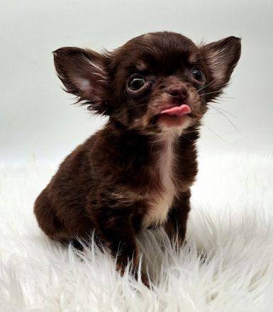 Chihuahua Welpen bereit für ihr neues Zuhause