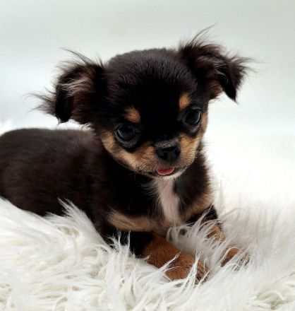 Chihuahua Welpen bereit für ihr neues Zuhause