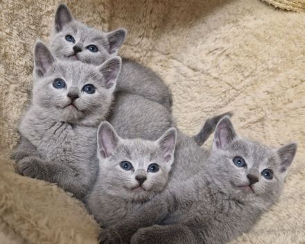 Ab sofort abgabebereit! Russisch Blau Kitten mit Stammbaum aus seriöser Zucht!