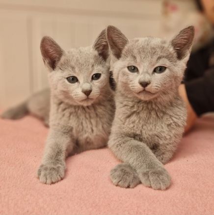 Ab sofort abgabebereit! Russisch Blau Kitten mit Stammbaum aus seriöser Zucht!