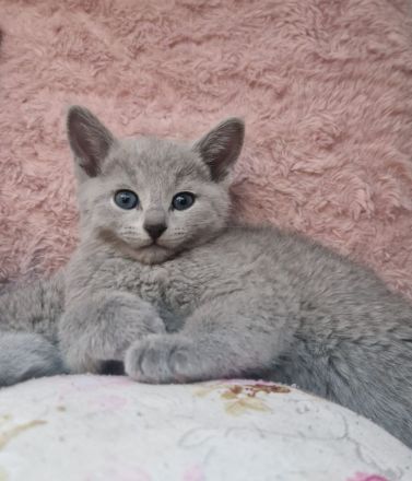 Ab sofort abgabebereit! Russisch Blau Kitten mit Stammbaum aus seriöser Zucht!