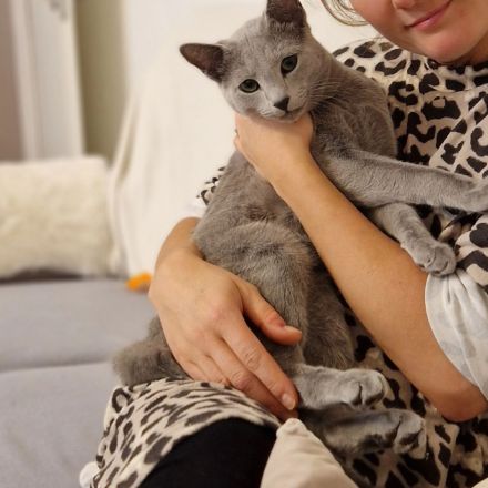 Ab sofort abgabebereit! Russisch Blau Kitten mit Stammbaum aus seriöser Zucht!