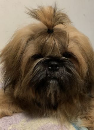 Shih Tzu FCI