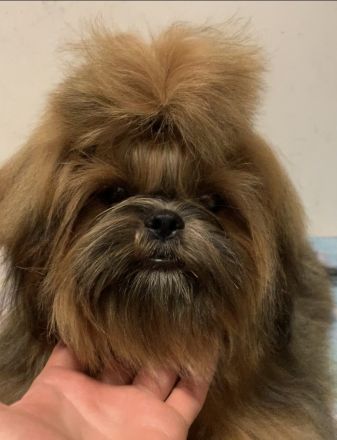 Shih Tzu FCI