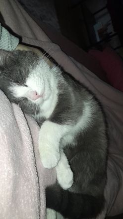 Hauskatze sucht neues Zuhause