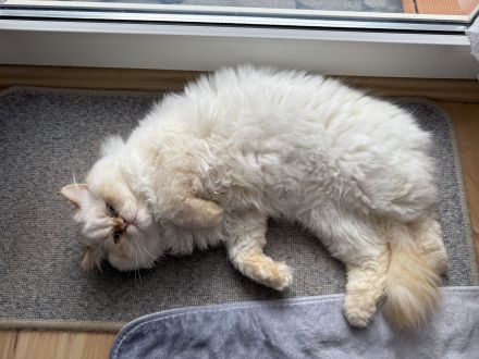 Zu verkaufen: Zwei große Perserkatzen