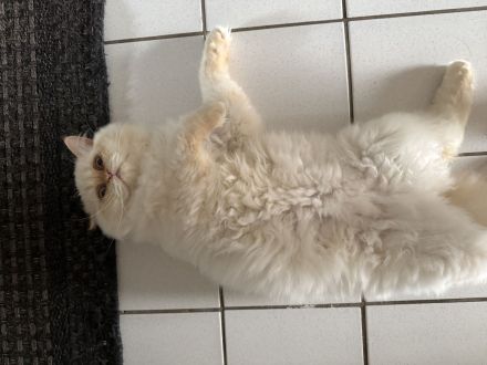 Zu verkaufen: Zwei große Perserkatzen