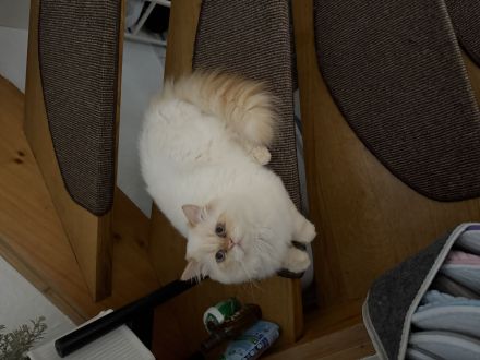 Zu verkaufen: Zwei große Perserkatzen