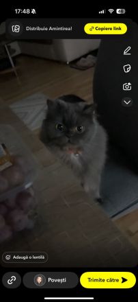 Zu verkaufen: Zwei große Perserkatzen