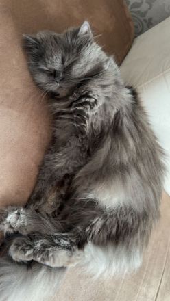 Zu verkaufen: Zwei große Perserkatzen