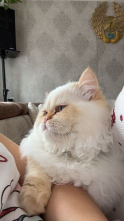 Zu verkaufen: Zwei große Perserkatzen