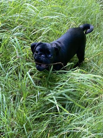 Black is Beautiful- Der moderne Mops-Junge NEWTON