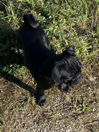 Black is Beautiful- Der moderne Mops-Junge NEWTON