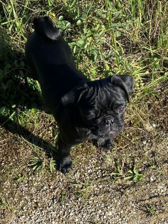 Black is Beautiful- Der moderne Mops-Junge NEWTON