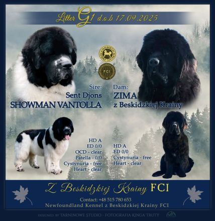 Neufundlander - Welpen mit FCI Ahnentafel