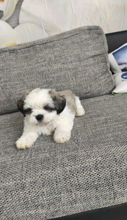 Ich verkaufe einen Shih tzu welpen
