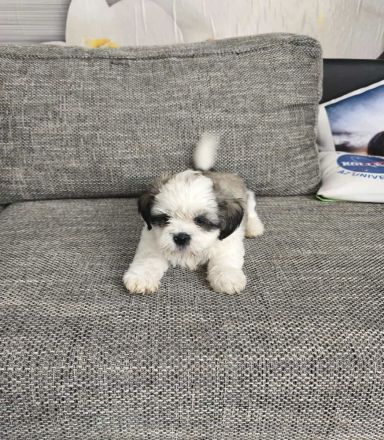 Ich verkaufe einen Shih tzu welpen