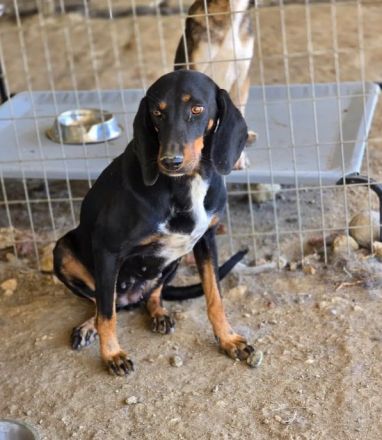 Dilaila – Zerbrechliche Hundeseele sucht einen Ort der Heilung
