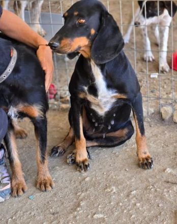 Dilaila – Zerbrechliche Hundeseele sucht einen Ort der Heilung