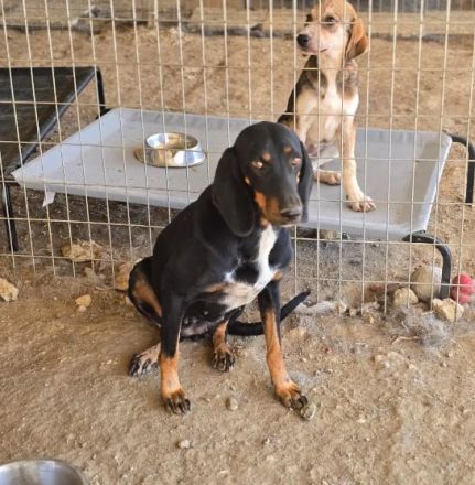 Dilaila – Zerbrechliche Hundeseele sucht einen Ort der Heilung