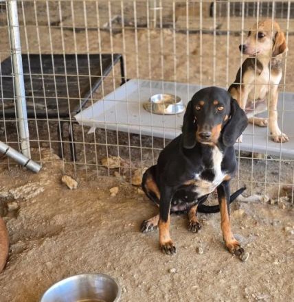 Dilaila – Zerbrechliche Hundeseele sucht einen Ort der Heilung