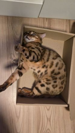 Bengal Männchen Mika
