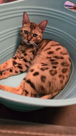 Bengal Männchen Mika