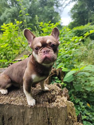 🐾 Französische Bulldogge „Loui“ sucht ein liebevolles Zuhause 🐾