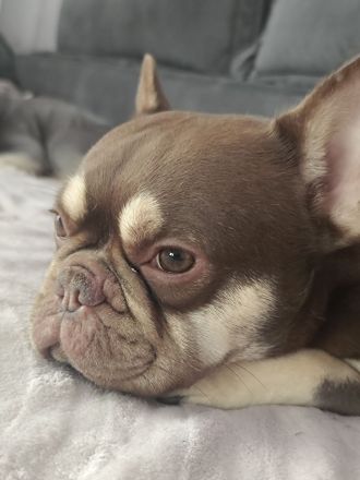 🐾 Französische Bulldogge „Loui“ sucht ein liebevolles Zuhause 🐾