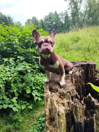 🐾 Französische Bulldogge „Loui“ sucht ein liebevolles Zuhause 🐾