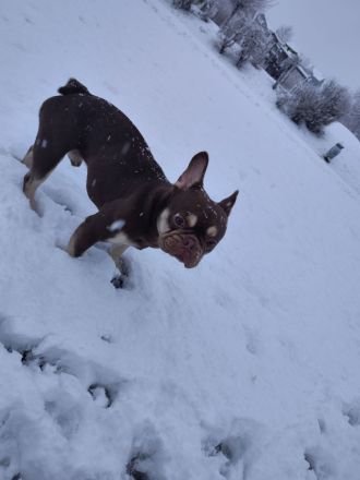 🐾 Französische Bulldogge „Loui“ sucht ein liebevolles Zuhause 🐾